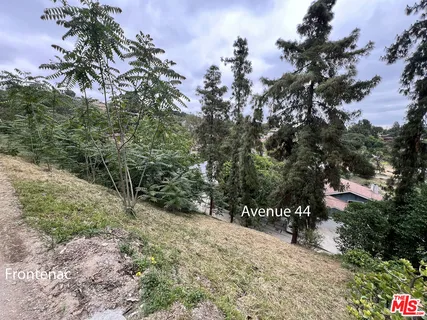 a view of a forest with a tree