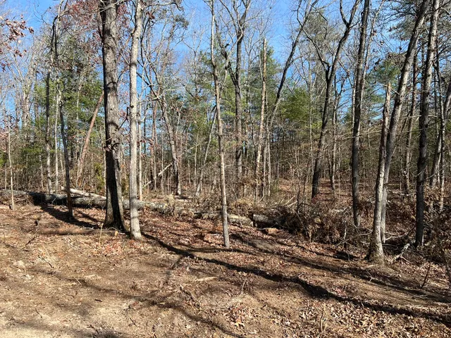 a view of a forest filled with trees