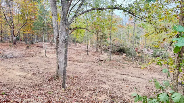 a large tree in the middle of the yard