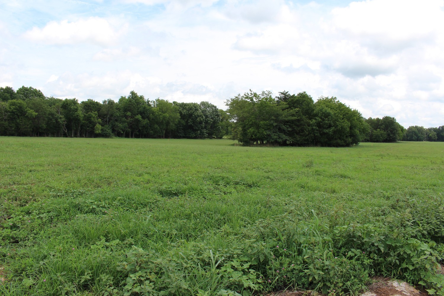 9715 Midland Road Bell Buckle, TN 37020 - Photo 1 of 7 a view of field with tall trees