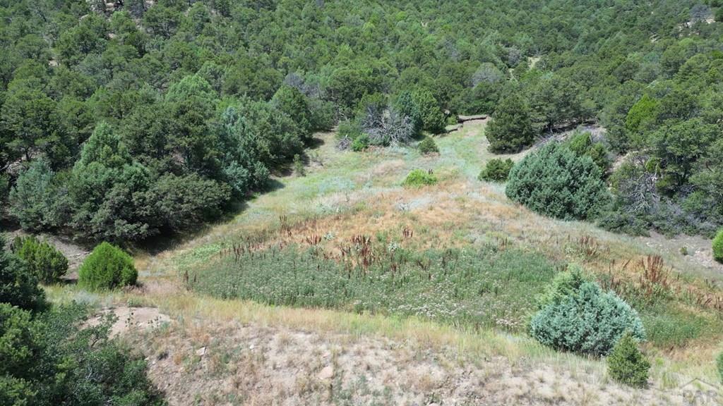 15 Picketwire Road Boncarbo, CO 81024 - Photo 13 of 21 a view of a forest with trees in the background
