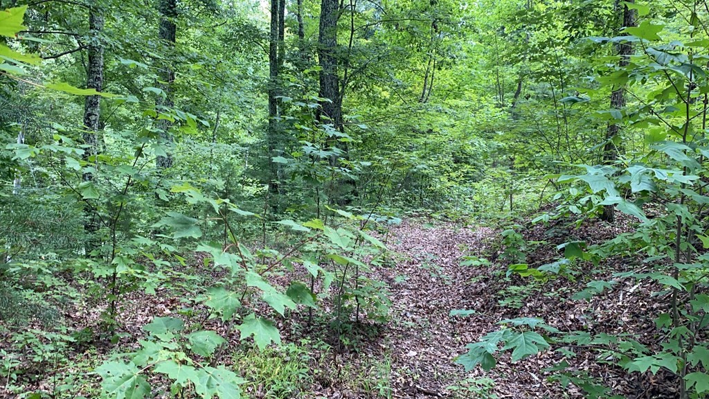 25 Fox Hunters Way Sevierville, TN 37876 - Photo 7 of 8