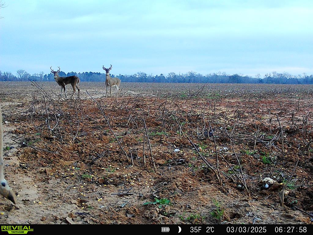 0 Macedonia Ch Road Columbia, AL 36319 - Photo 39 of 61