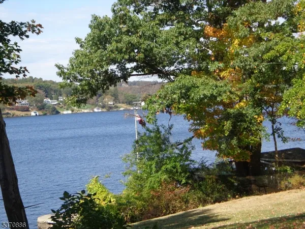 a view of a yard with plants and large trees