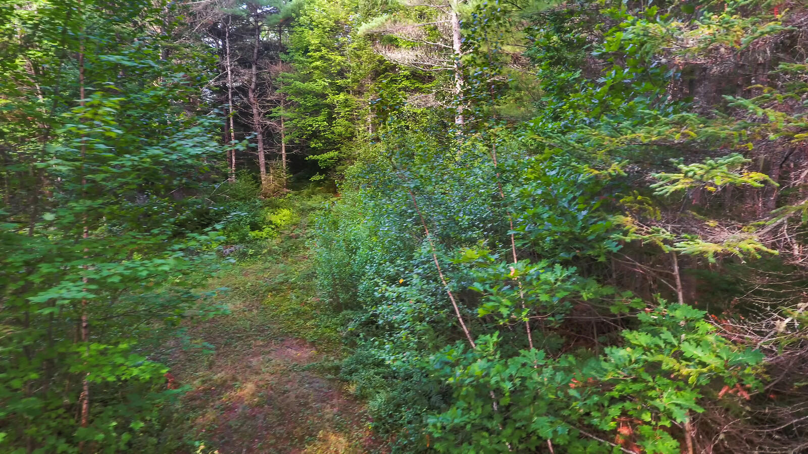 167 Harrison Road Oxford, ME 04270 - Photo 29 of 40 02_DJI_0025_copy_1_mls