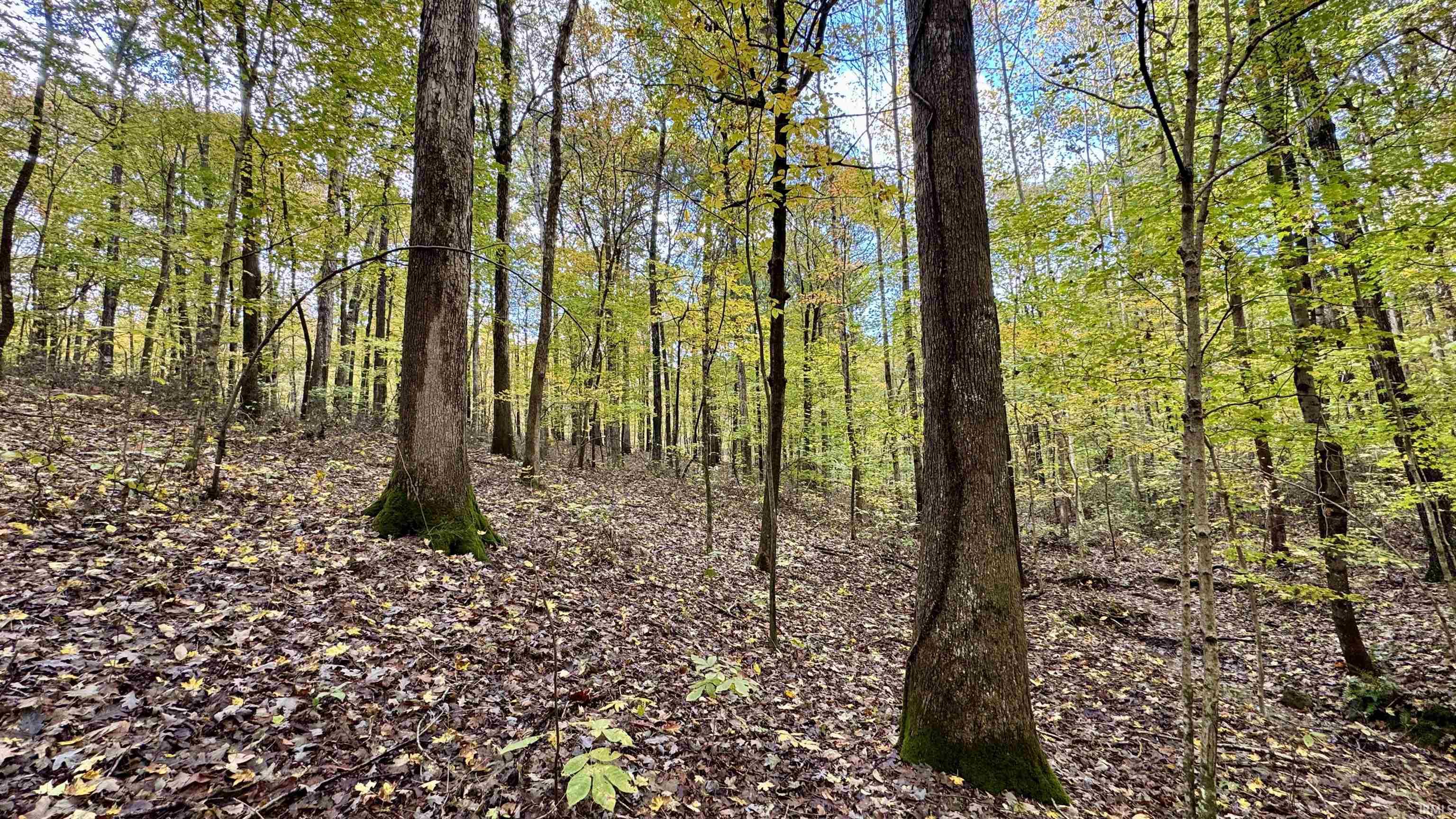 Off North St Peters Church Road Evanston, IN 47531 - Photo 12 of 31