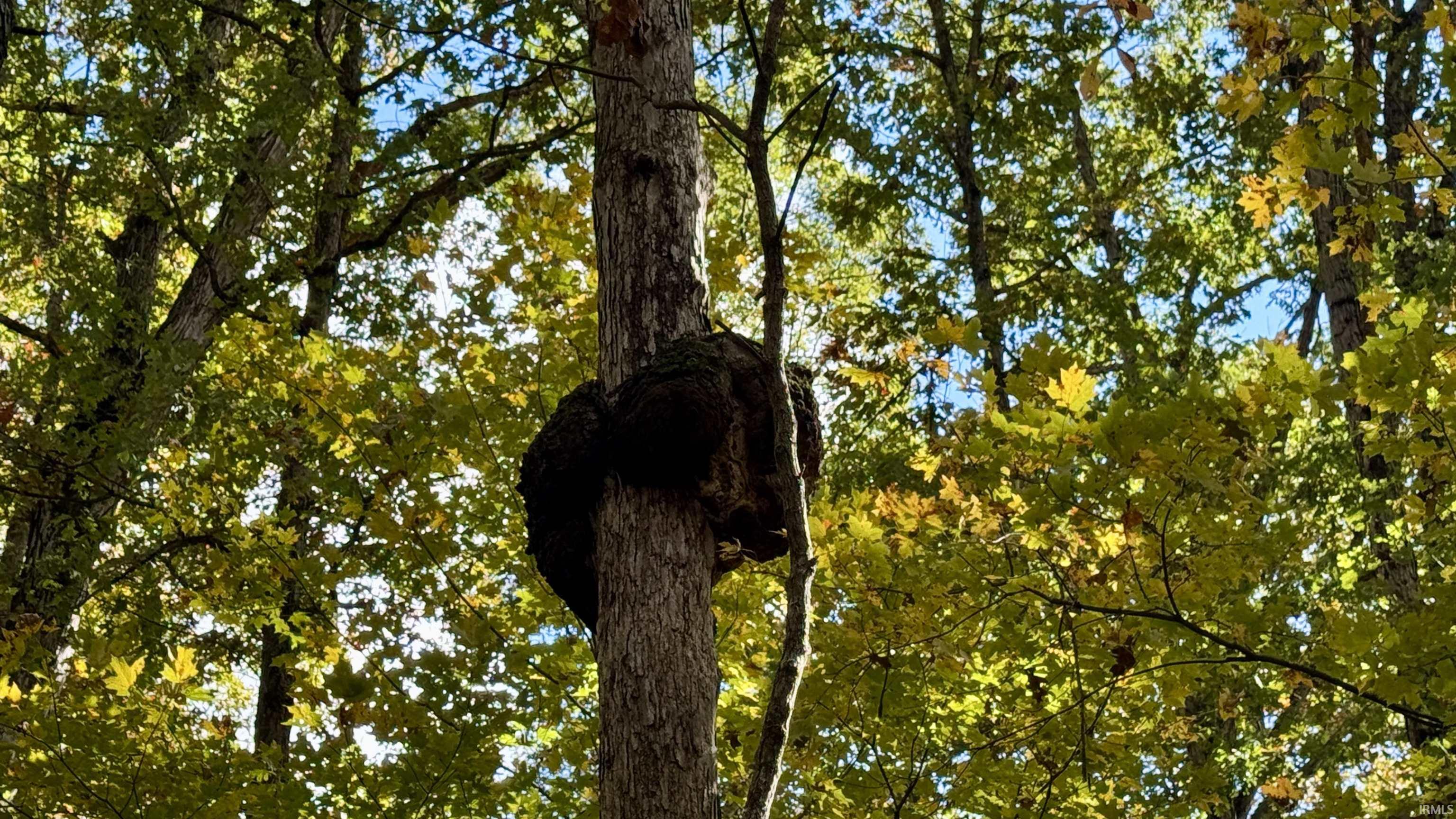 Off North St Peters Church Road Evanston, IN 47531 - Photo 24 of 31