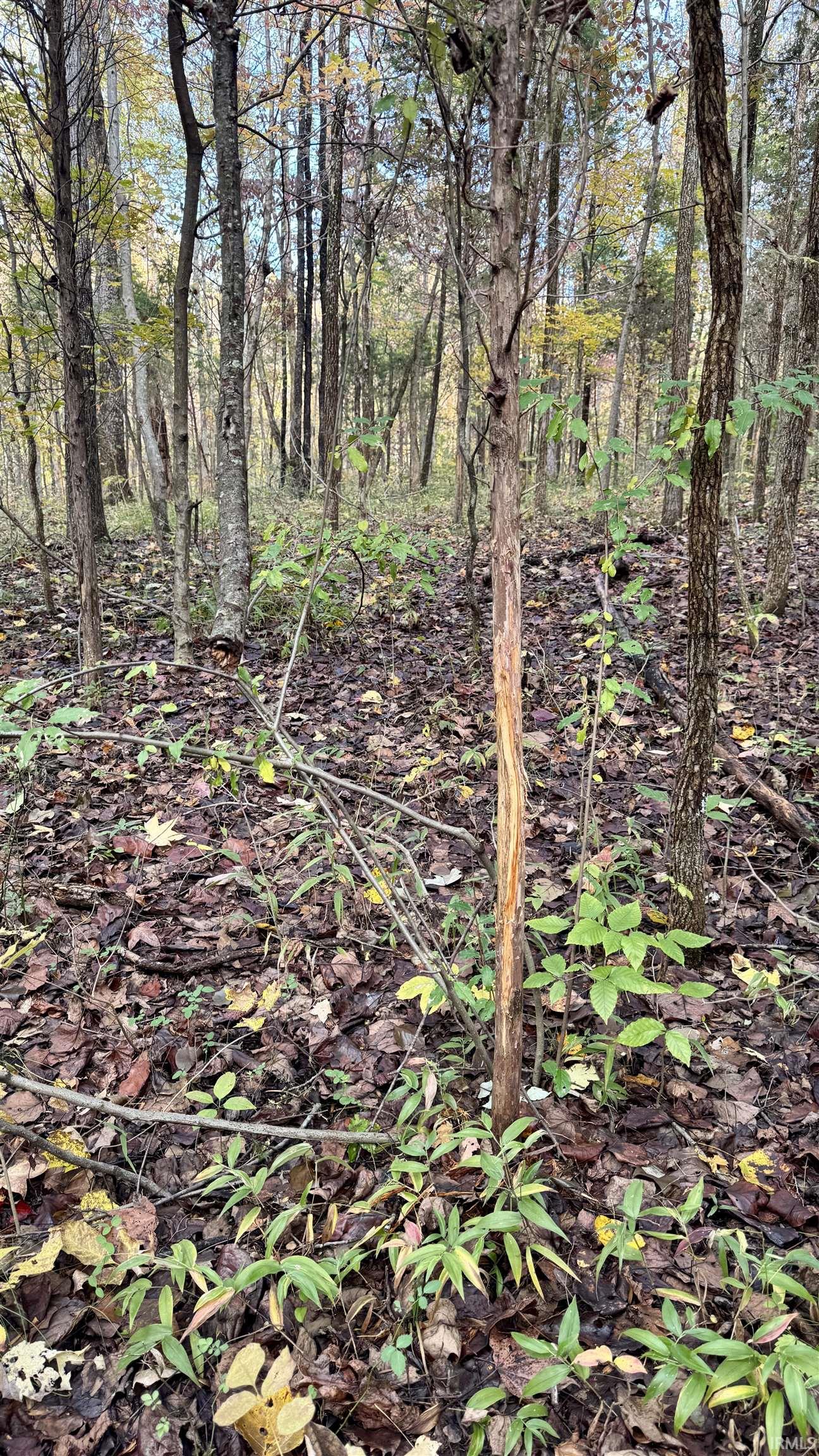 Off North St Peters Church Road Evanston, IN 47531 - Photo 26 of 31