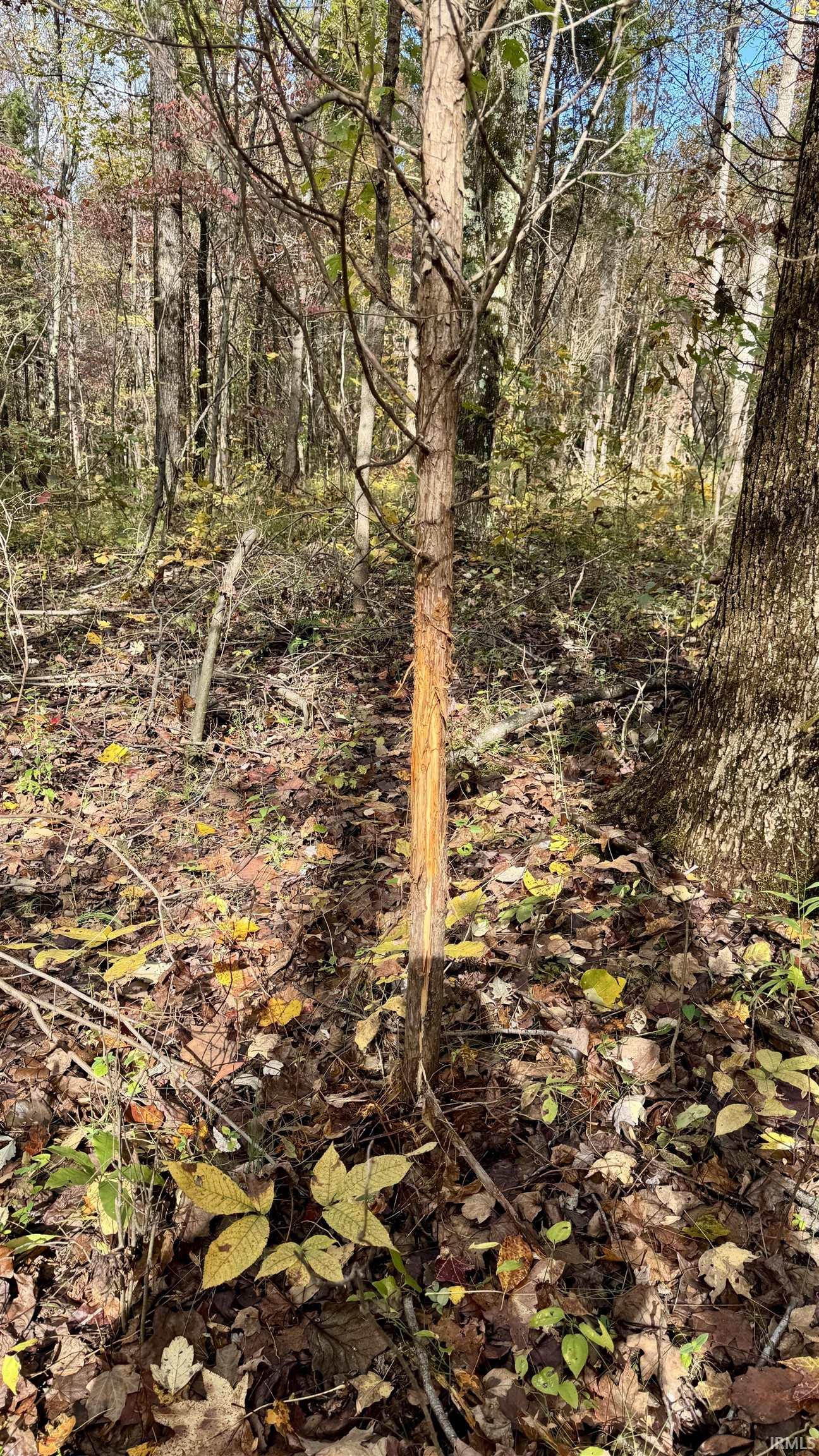 Off North St Peters Church Road Evanston, IN 47531 - Photo 27 of 31