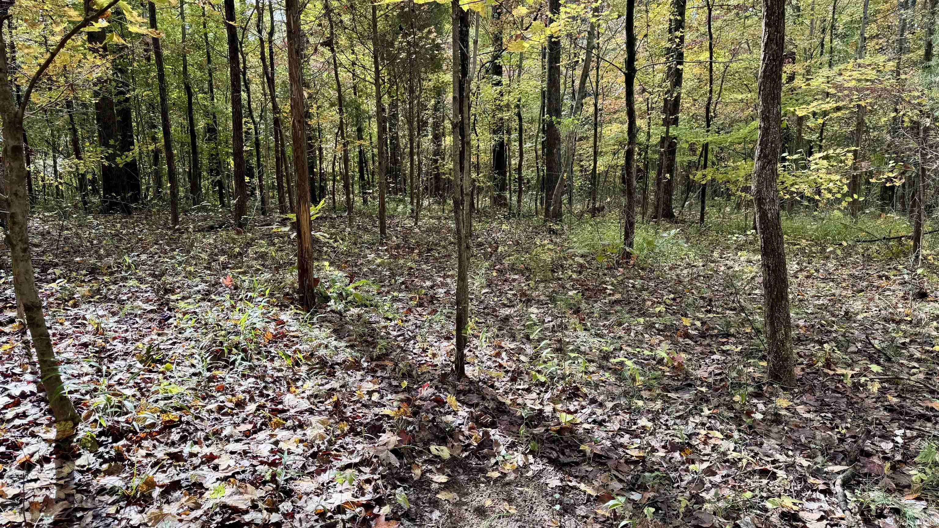 Off North St Peters Church Road Evanston, IN 47531 - Photo 5 of 31