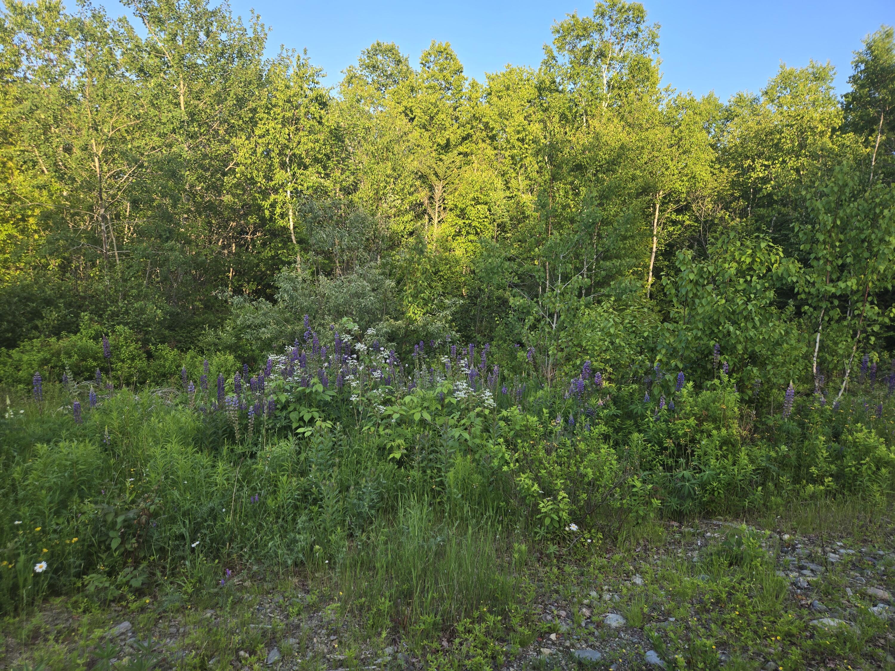 27 B6/17/24 Dixie Road Lubec, ME 04652 - Photo 7 of 15 20260624_191022