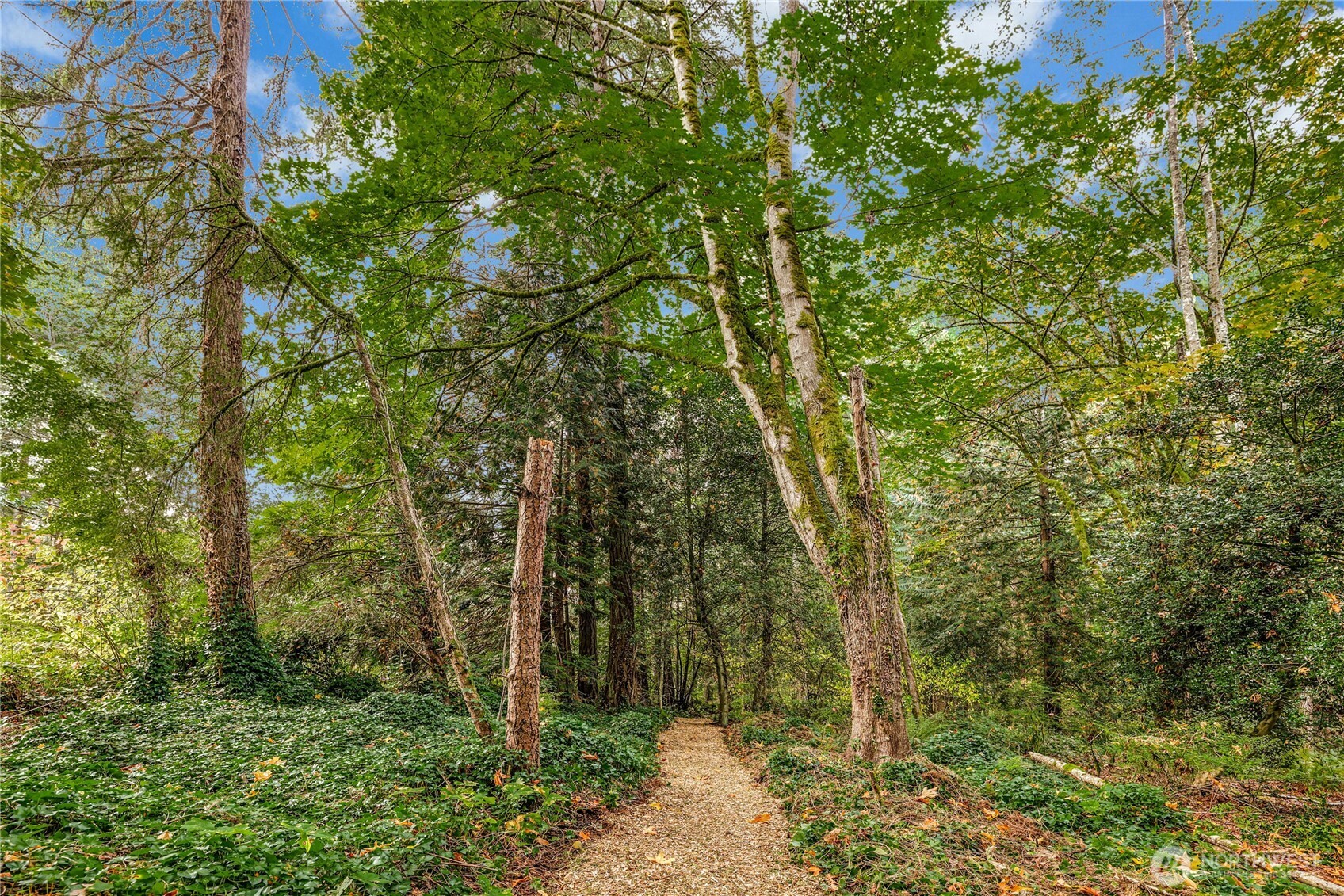 0 Northeast Lofgren (lot A) Road Bainbridge Island, WA 98110 - Photo 7 of 9 a view of a forest with trees in the background