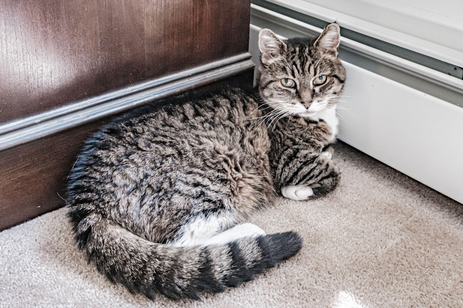 710 Goodwins Mills Road Dayton, ME 04005 - Photo 65 of 97 Kitty dont let me out