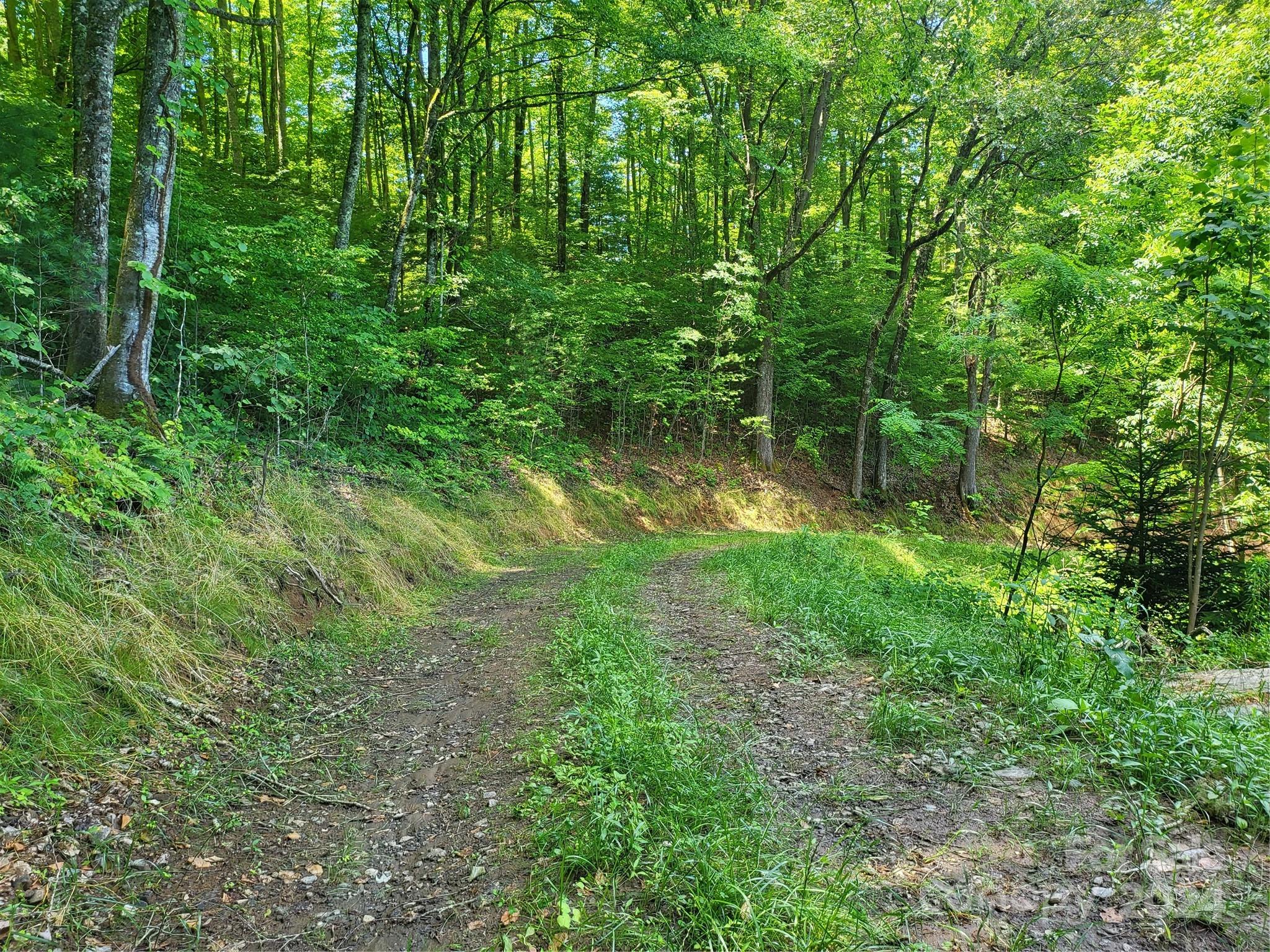Tbd Ellijay Road Franklin, NC 28734 - Photo 12 of 22 a backyard of a house with lots of green space and trees