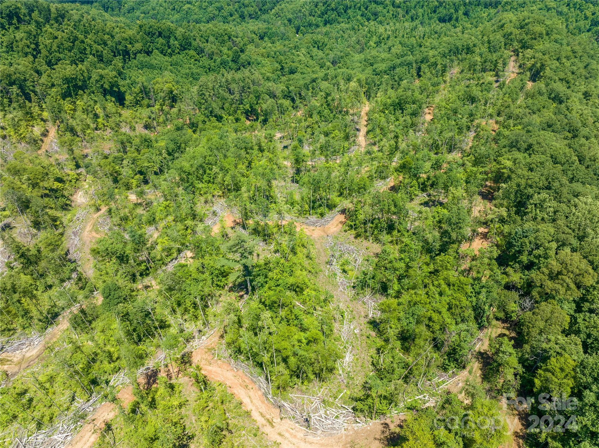 Tbd Ellijay Road Franklin, NC 28734 - Photo 13 of 22 a view of a lush green forest with a tree