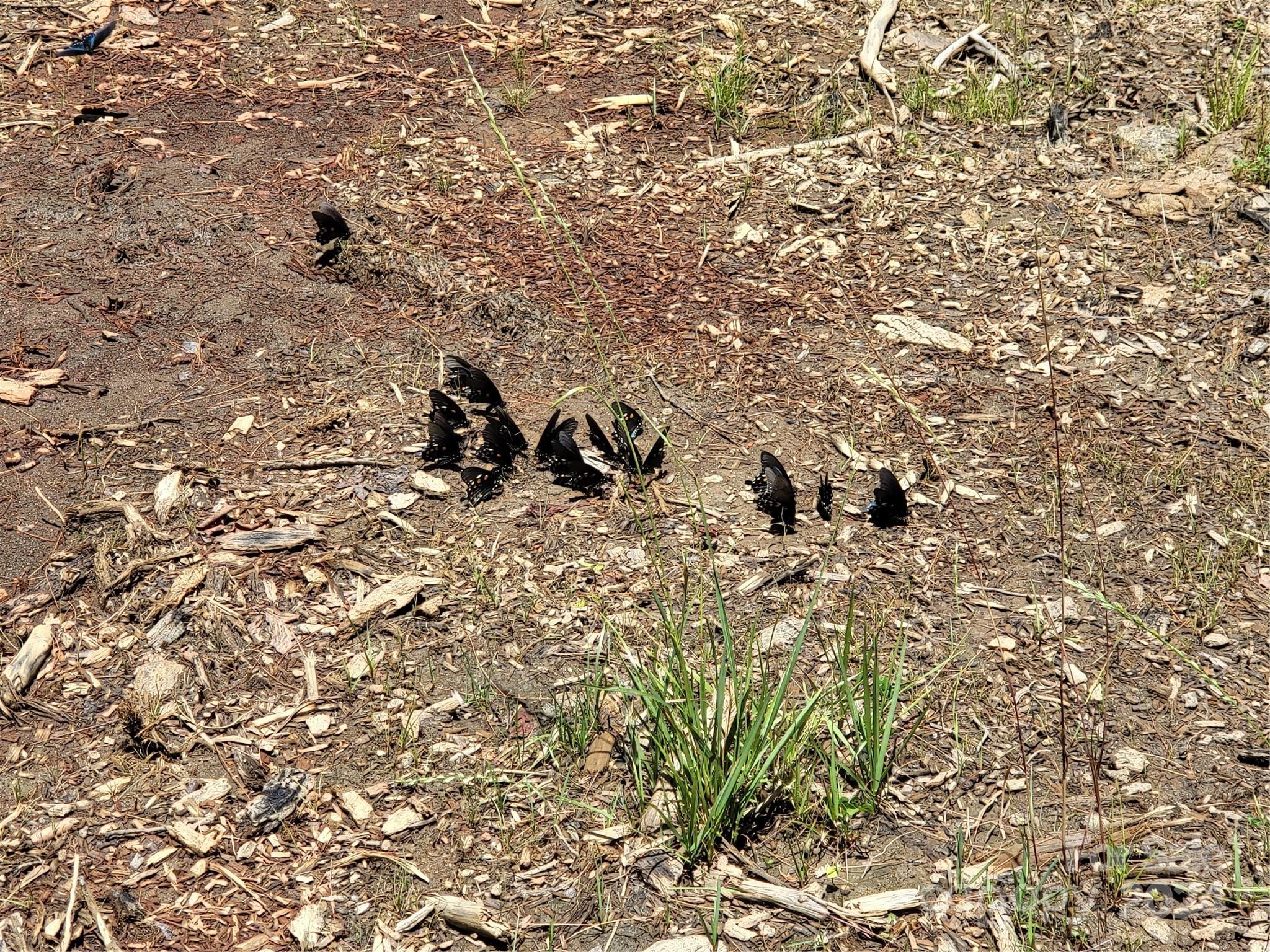 Tbd Ellijay Road Franklin, NC 28734 - Photo 22 of 22 a view of a bunch of trees