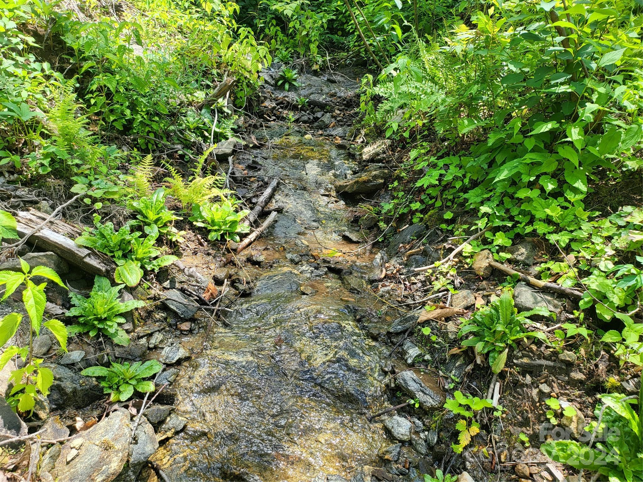 Tbd Ellijay Road Franklin, NC 28734 - Photo 5 of 22 a view of a plant