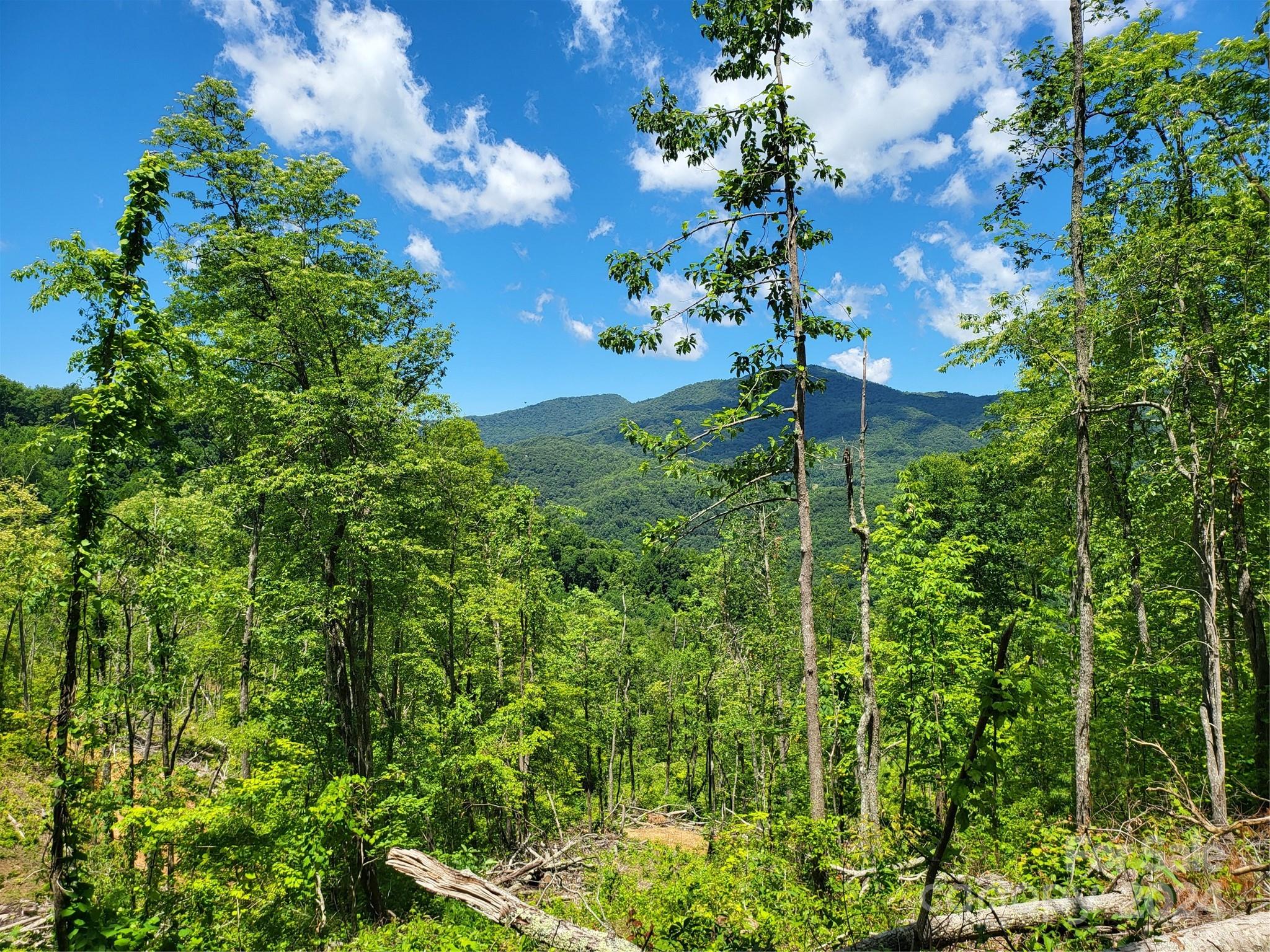 Tbd Ellijay Road Franklin, NC 28734 - Photo 7 of 22 a view of a garden