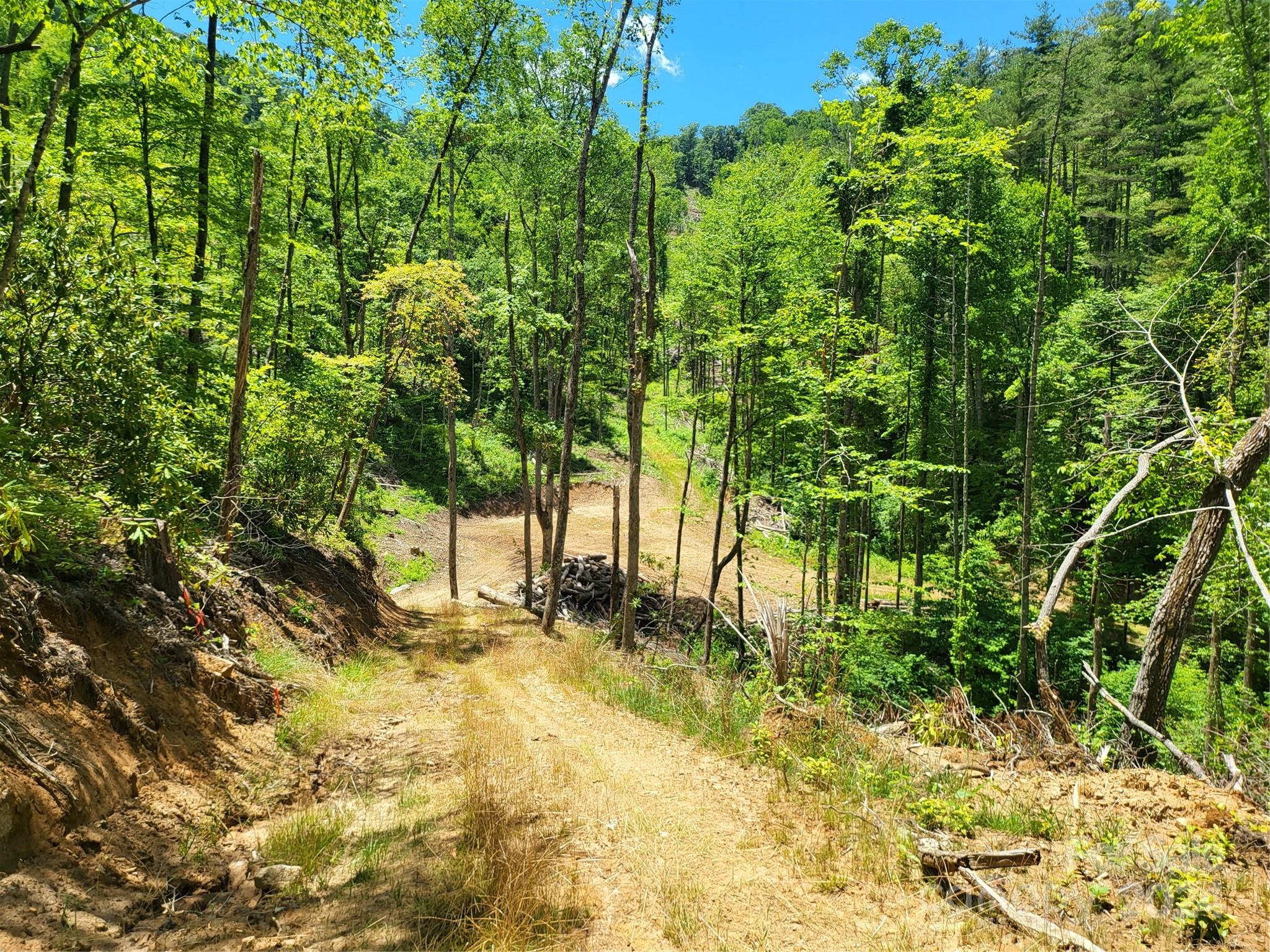 Tbd Ellijay Road Franklin, NC 28734 - Photo 9 of 22 a view of backyard with tree