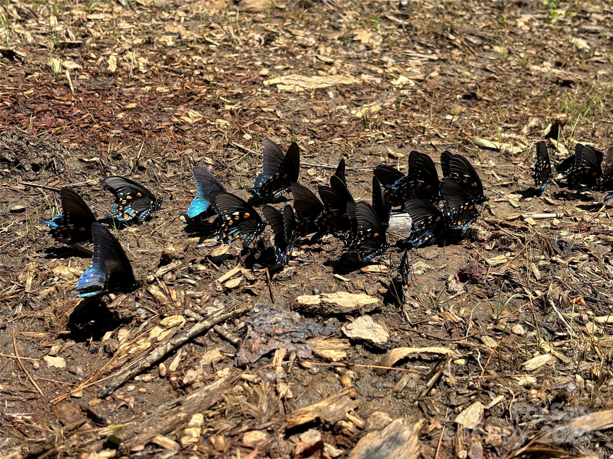 Tbd Ellijay Road Franklin, NC 28734 - Photo 10 of 22