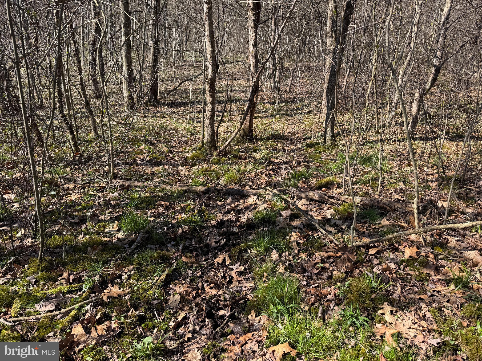 129-acres Black Hollow Road Schellsburg, PA 15559 - Photo 33 of 72 a view of a yard