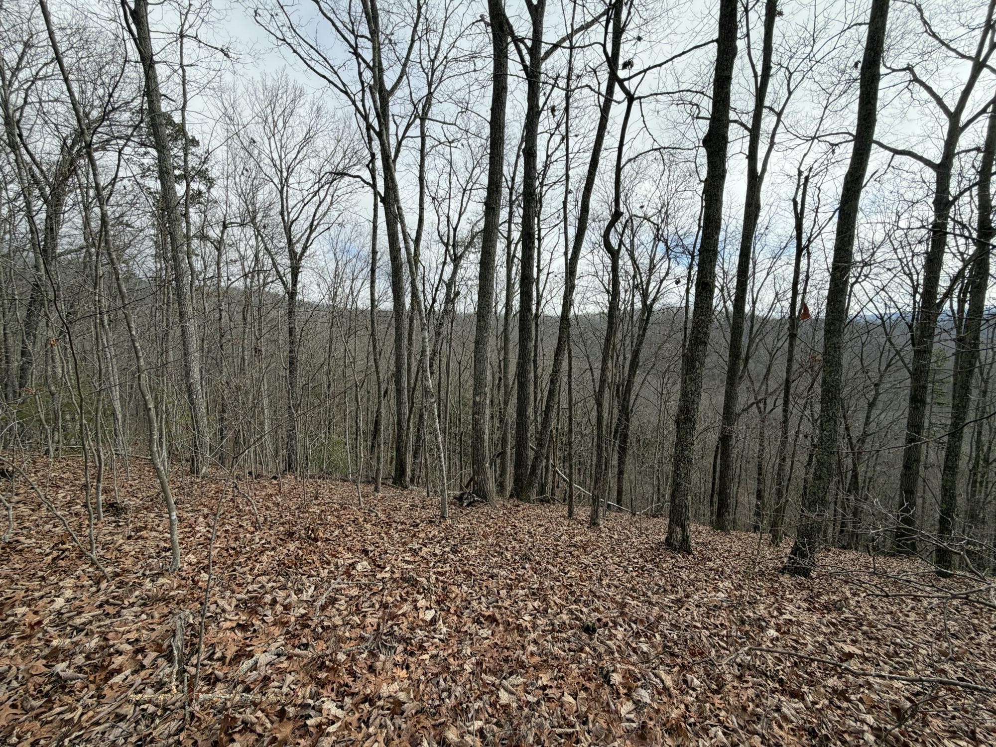 0 Grouse Ridge Road Harriman, TN 37748 - Photo 5 of 15 Gallery Image 5
