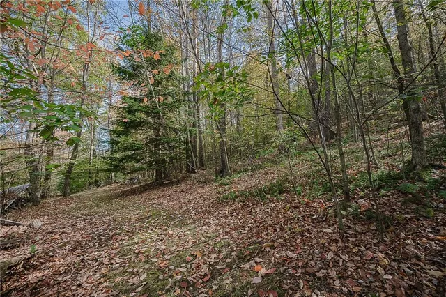 a view of a forest with trees in the background