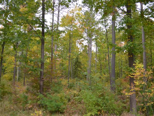 At Koth Road Tomahawk, WI 54487 - Photo 11 of 20 Gallery Image 11