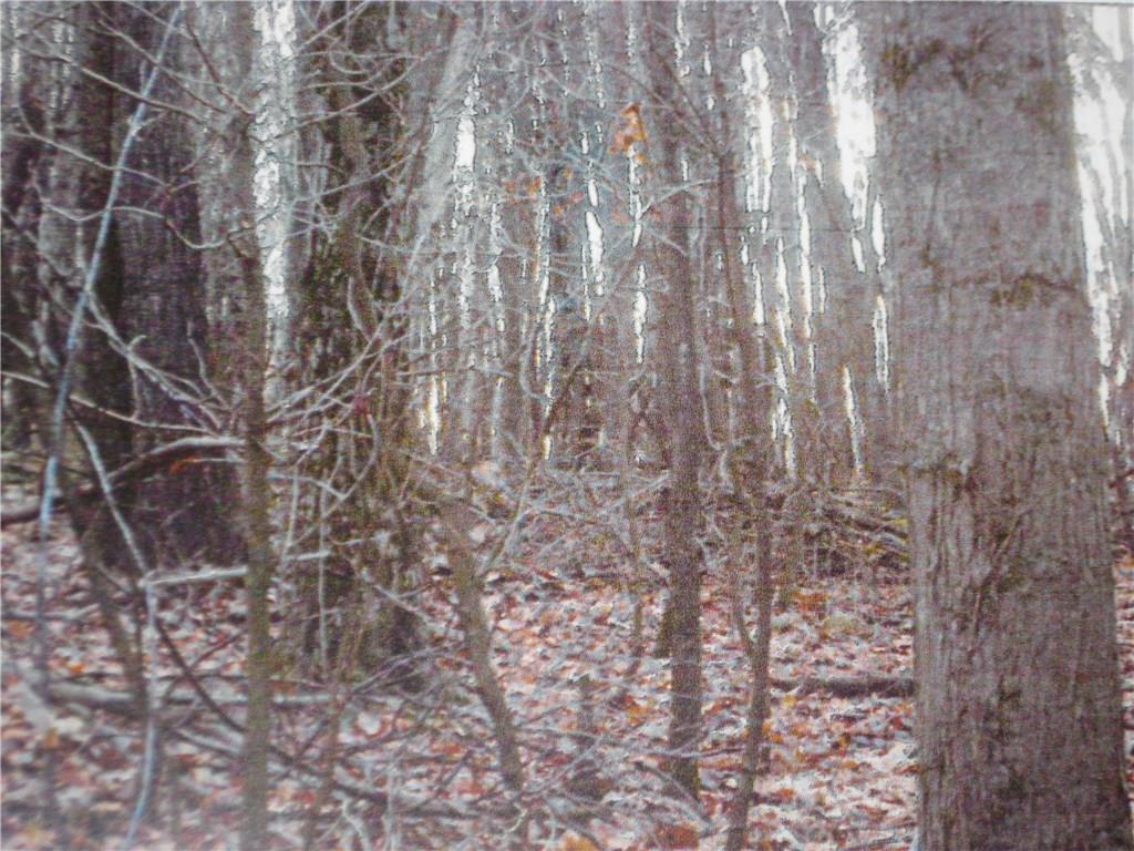 471 Summit Ridge Road New Bethlehem, PA 16242 - Photo 9 of 19 Great hunting in this area.