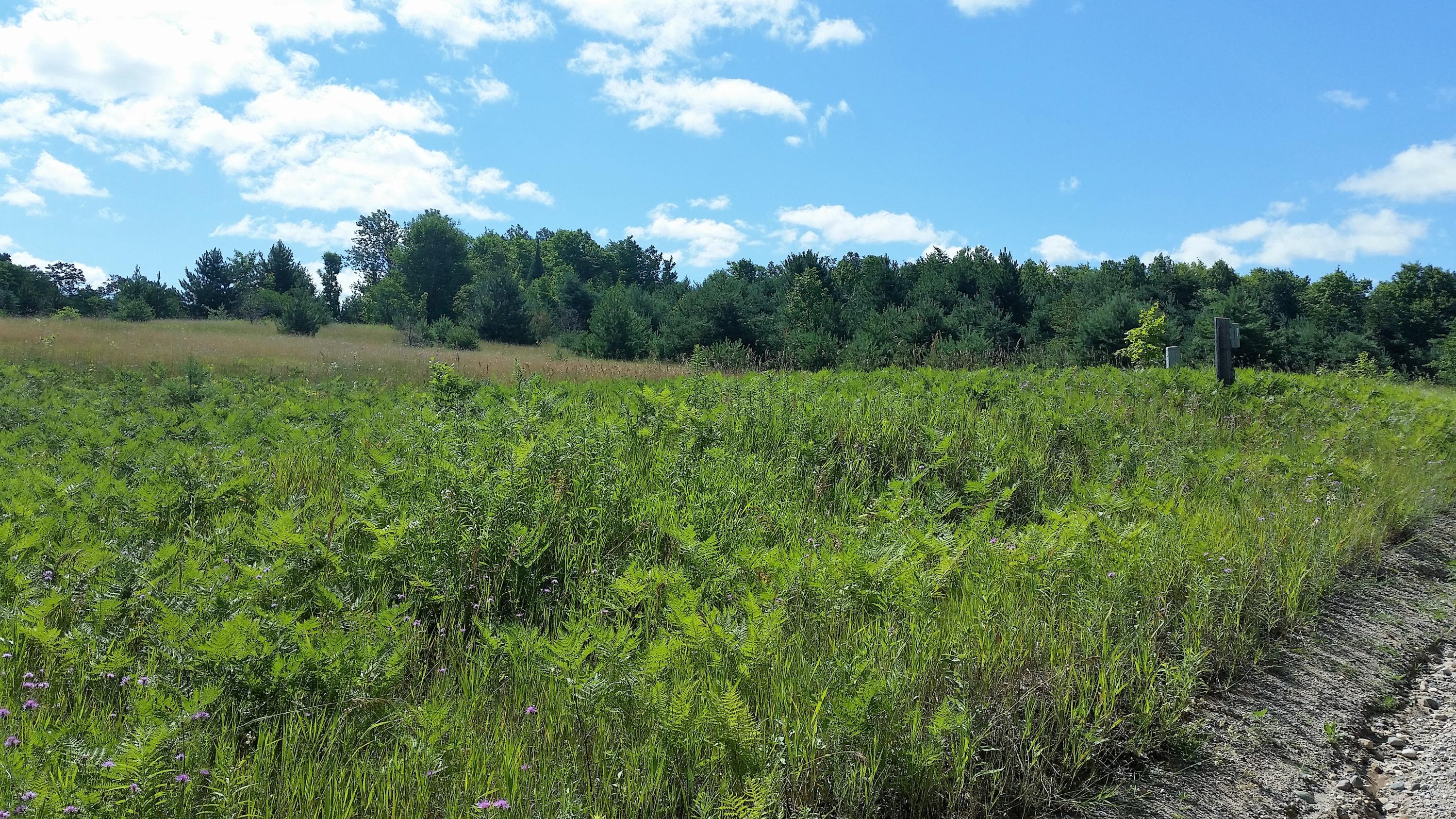 0 Rondo Road Wolverine, MI 49799 - Photo 12 of 41 Gallery Image 12