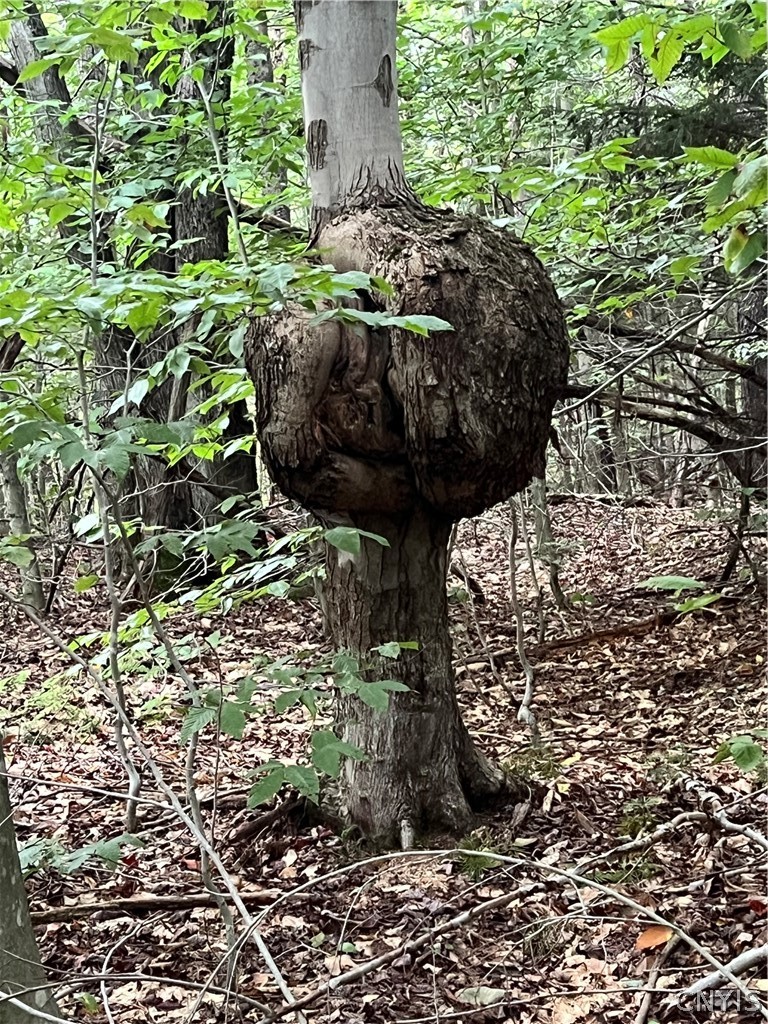 Creek Road, Unit 7 Taberg, NY 13471 - Photo 34 of 34