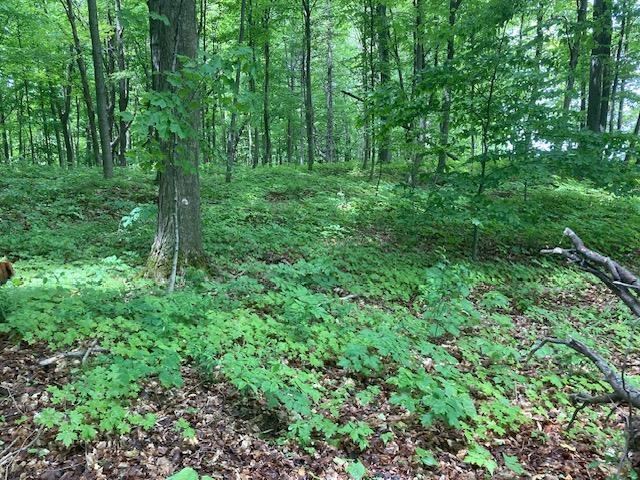 3125 Butler Island North Hero, VT 05474 - Photo 3 of 5