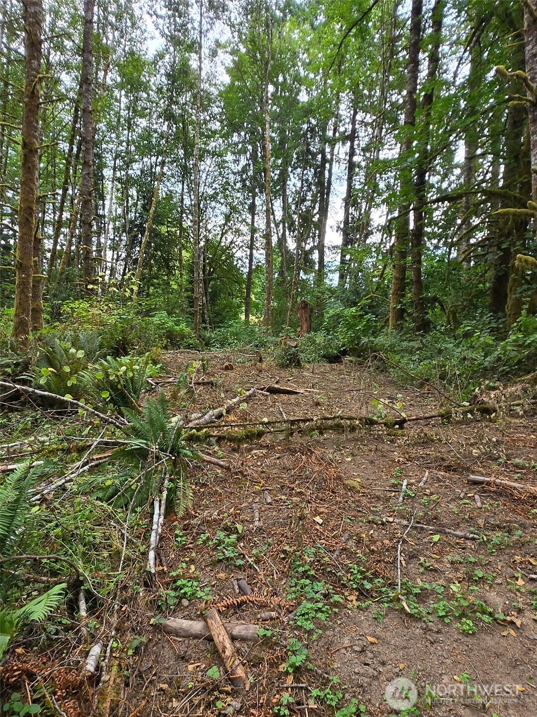 1725 Winlock-Vader Road Winlock, WA 98596 - Photo 3 of 8 a view of a forest with trees in the background