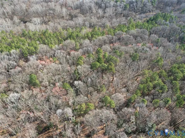 a view of a forest with a dry yard