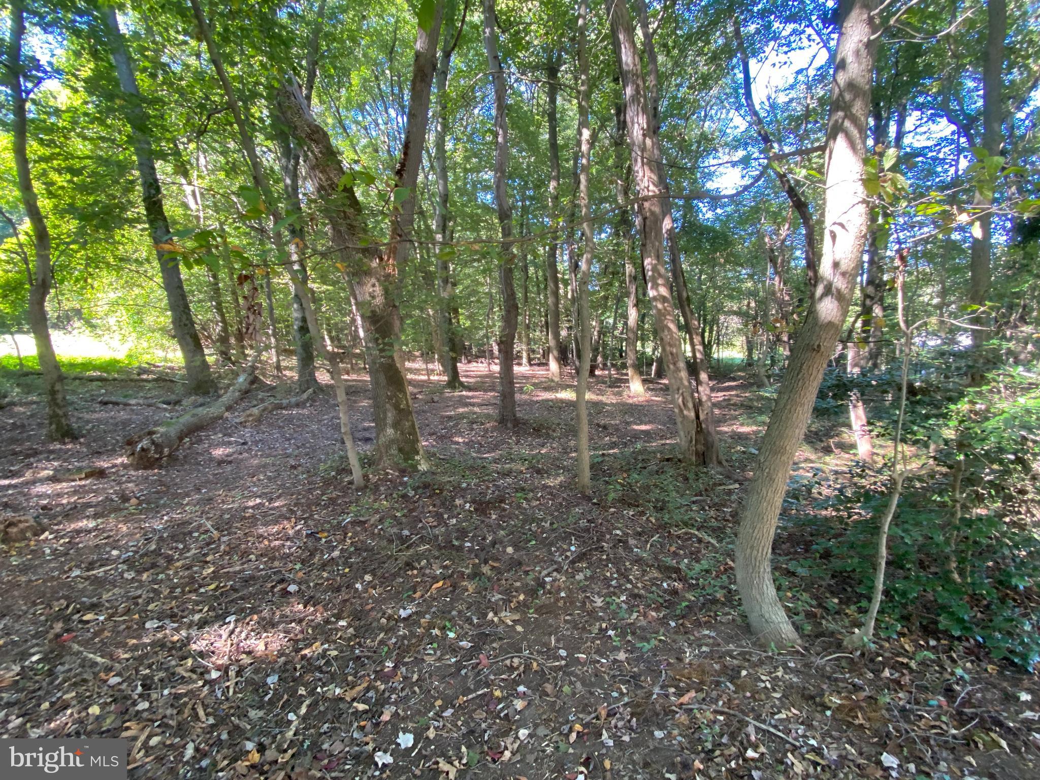 6650 Montgomery Road Elkridge, MD 21075 - Photo 23 of 32 Wooded lot