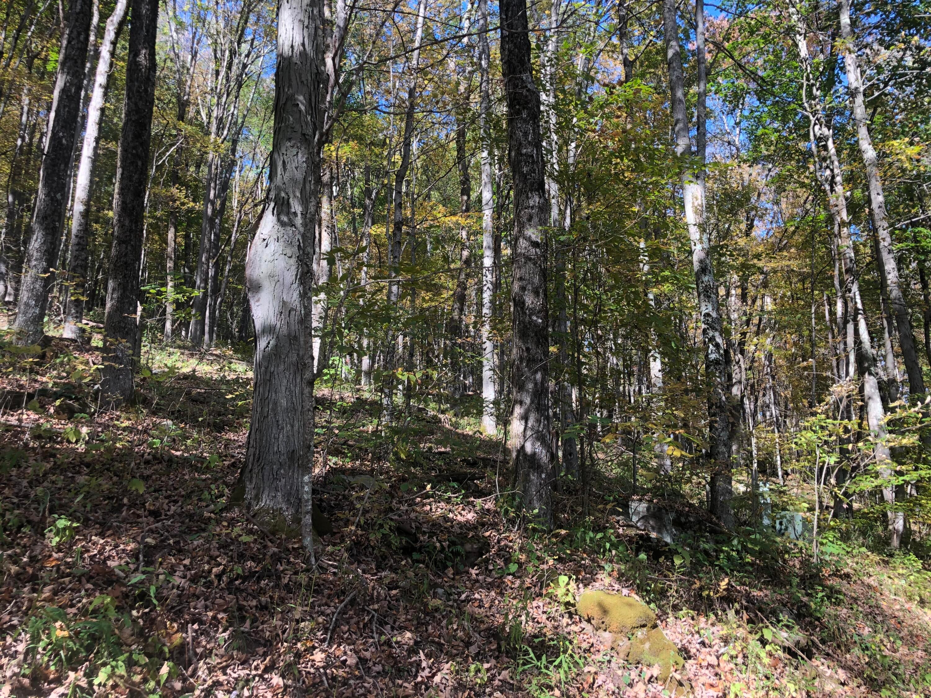 13 Upper Cherry Grove Road Slatyfork, WV 26291 - Photo 5 of 11 Gallery Image 5