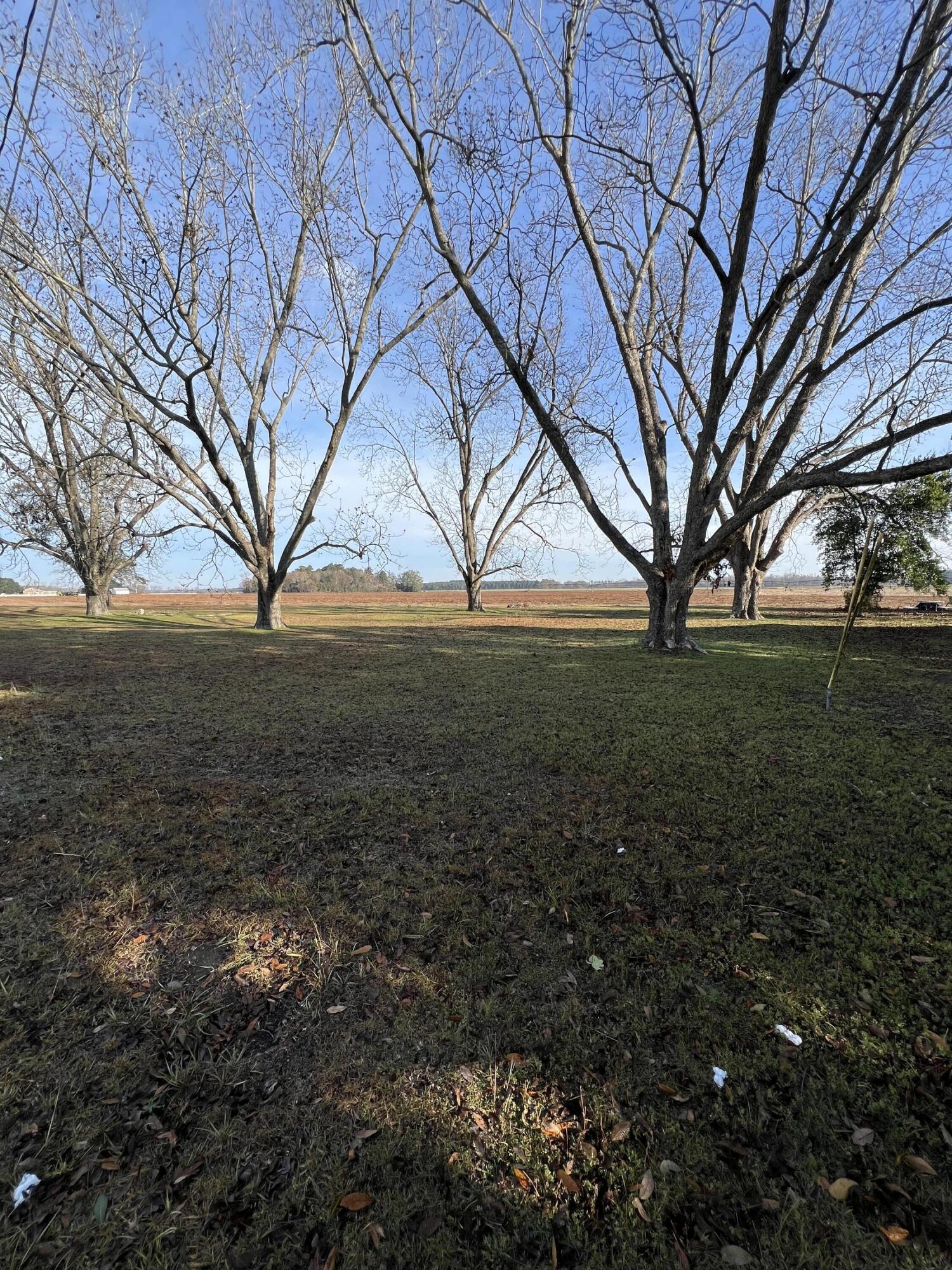 0 Old Highway Elloree, SC 29047 - Photo 4 of 7 8C466B49-805A-4F85-9835-DE556AF1C7C6