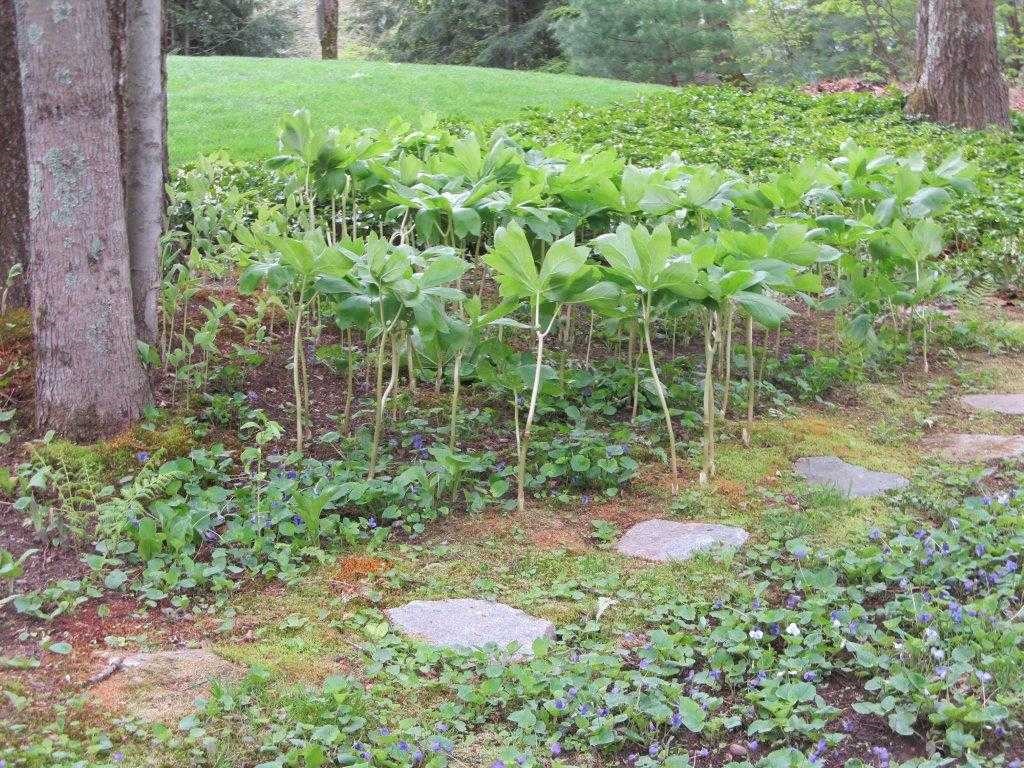 4 Newfane Road Bedford, NH 03110 - Photo 36 of 36