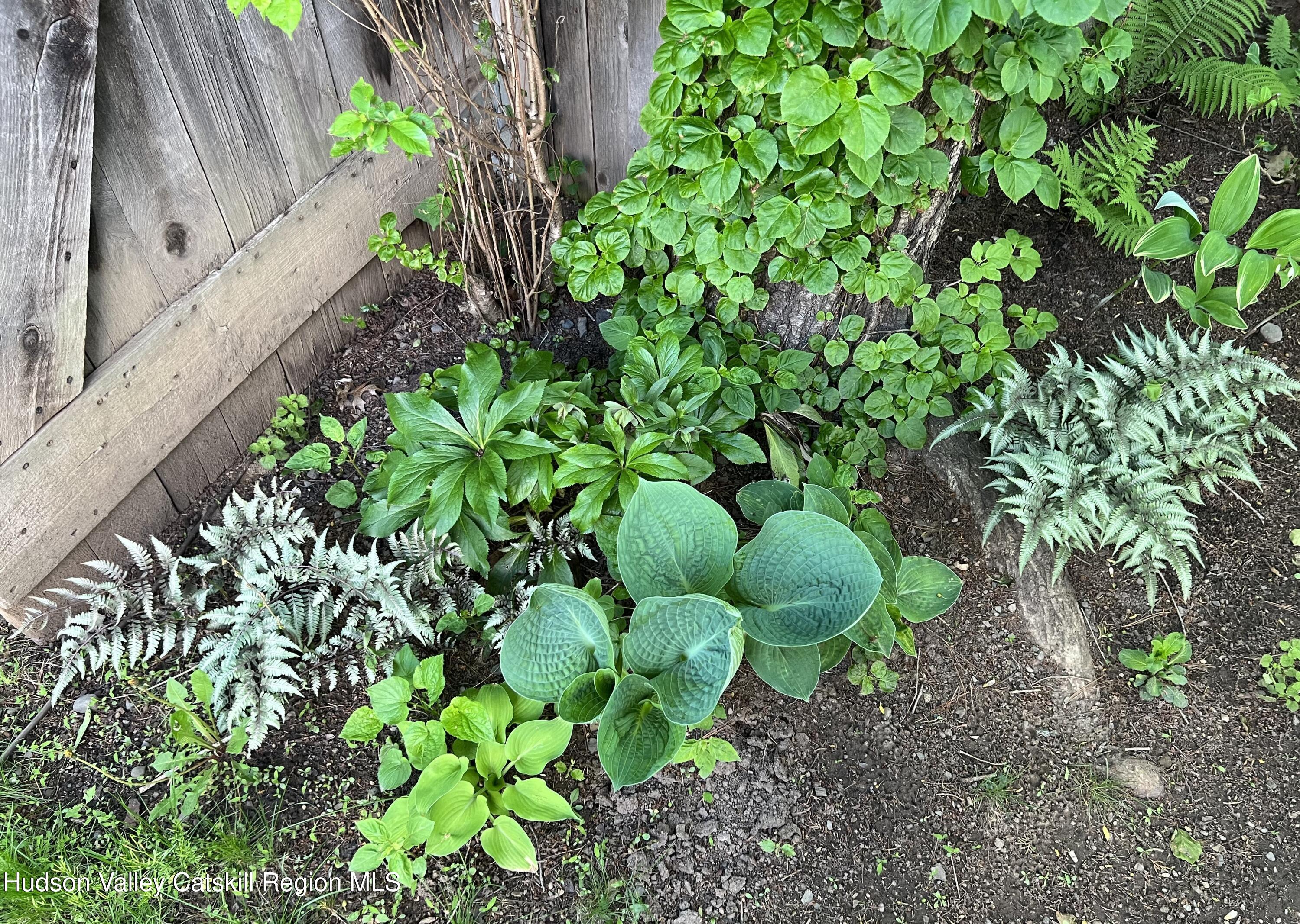 3645 Atwood Road Stone Ridge, NY 12484 - Photo 25 of 26 Fern bed