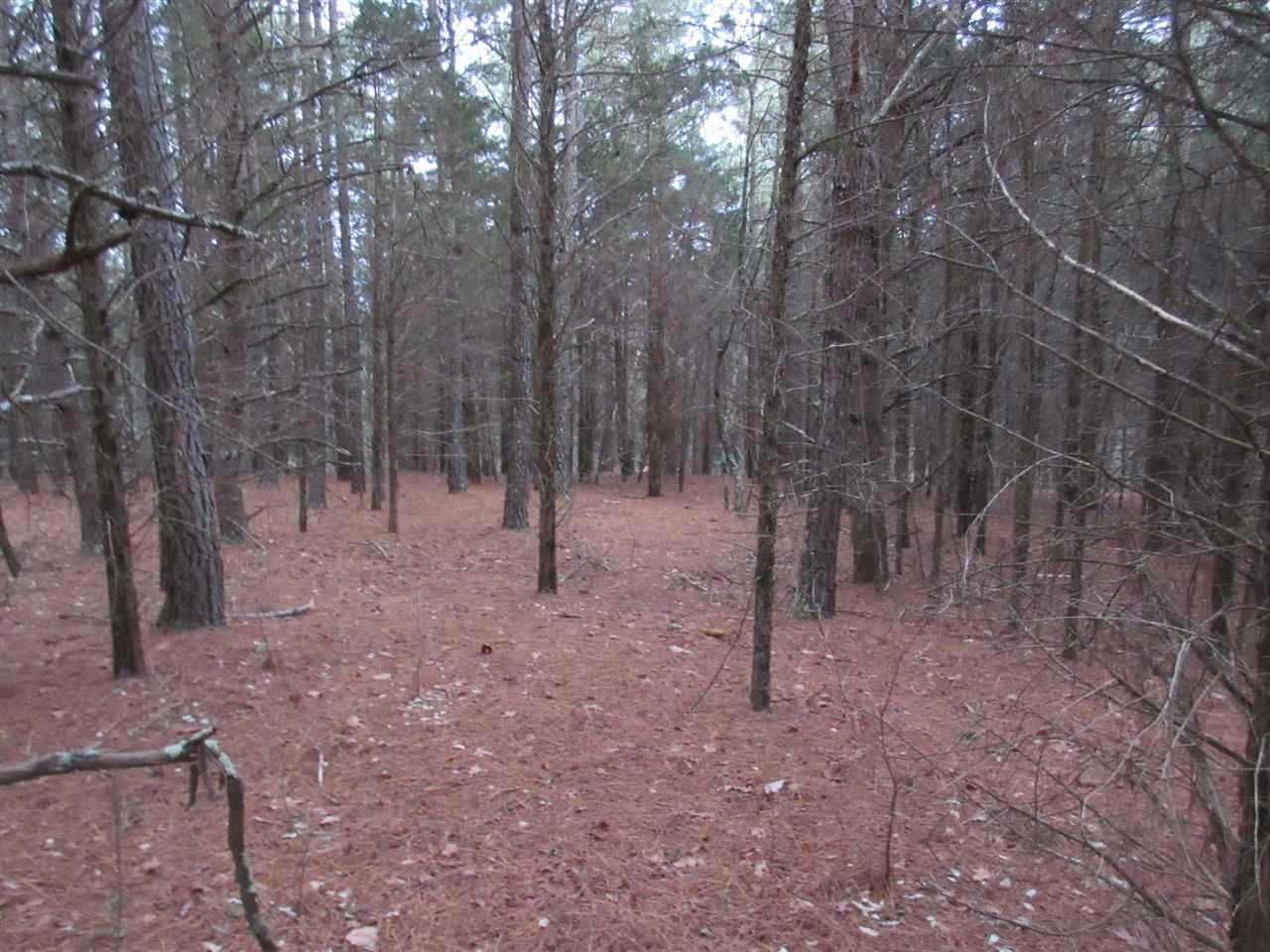 Dry Run Road Fort Valley, VA 22652 - Photo 13 of 23 a view of a forest with trees in the background