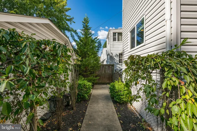 a view of a pathway with plants and large trees