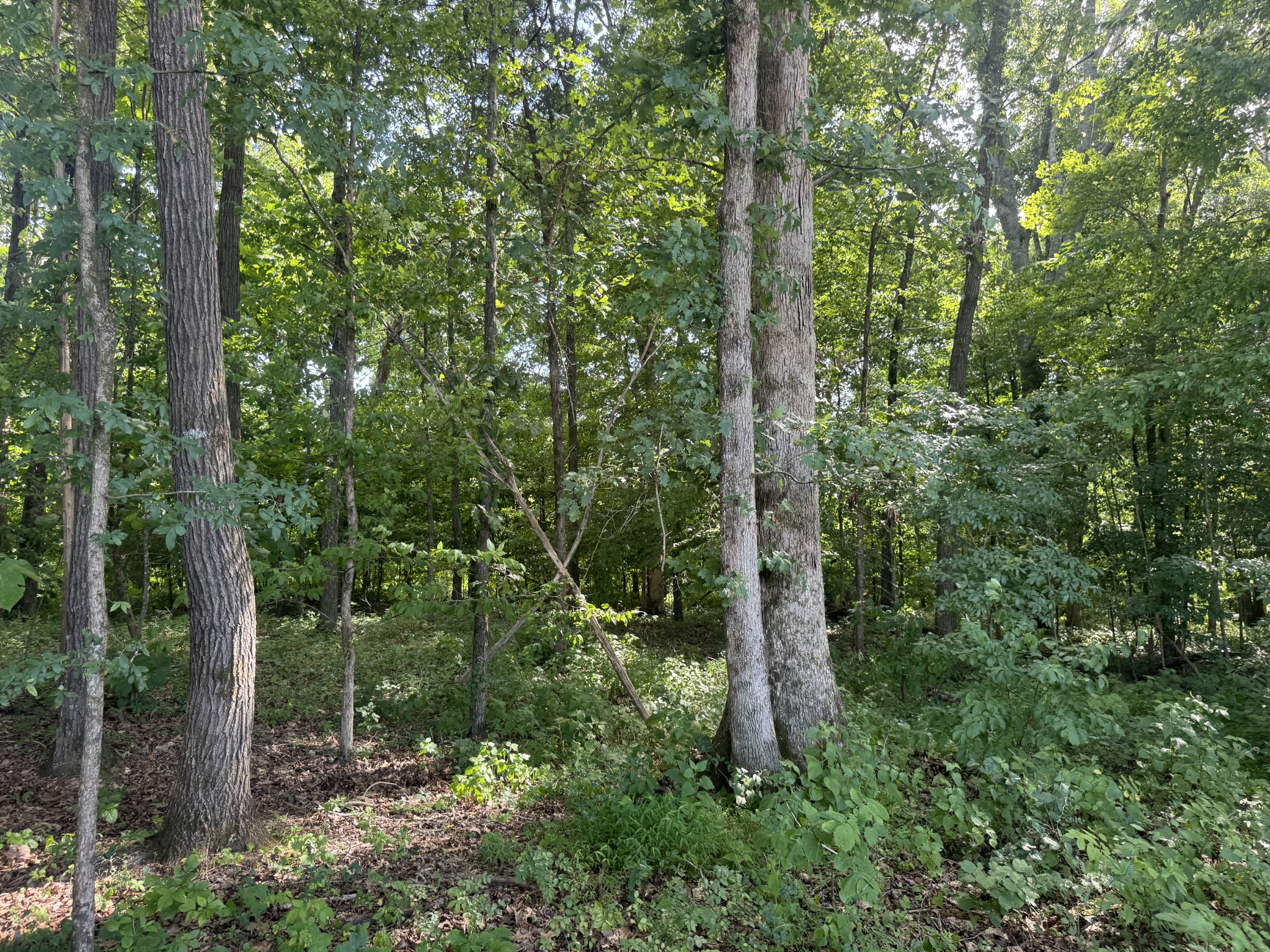 0 Rivy Way Lewisburg, TN 37091 - Photo 5 of 10