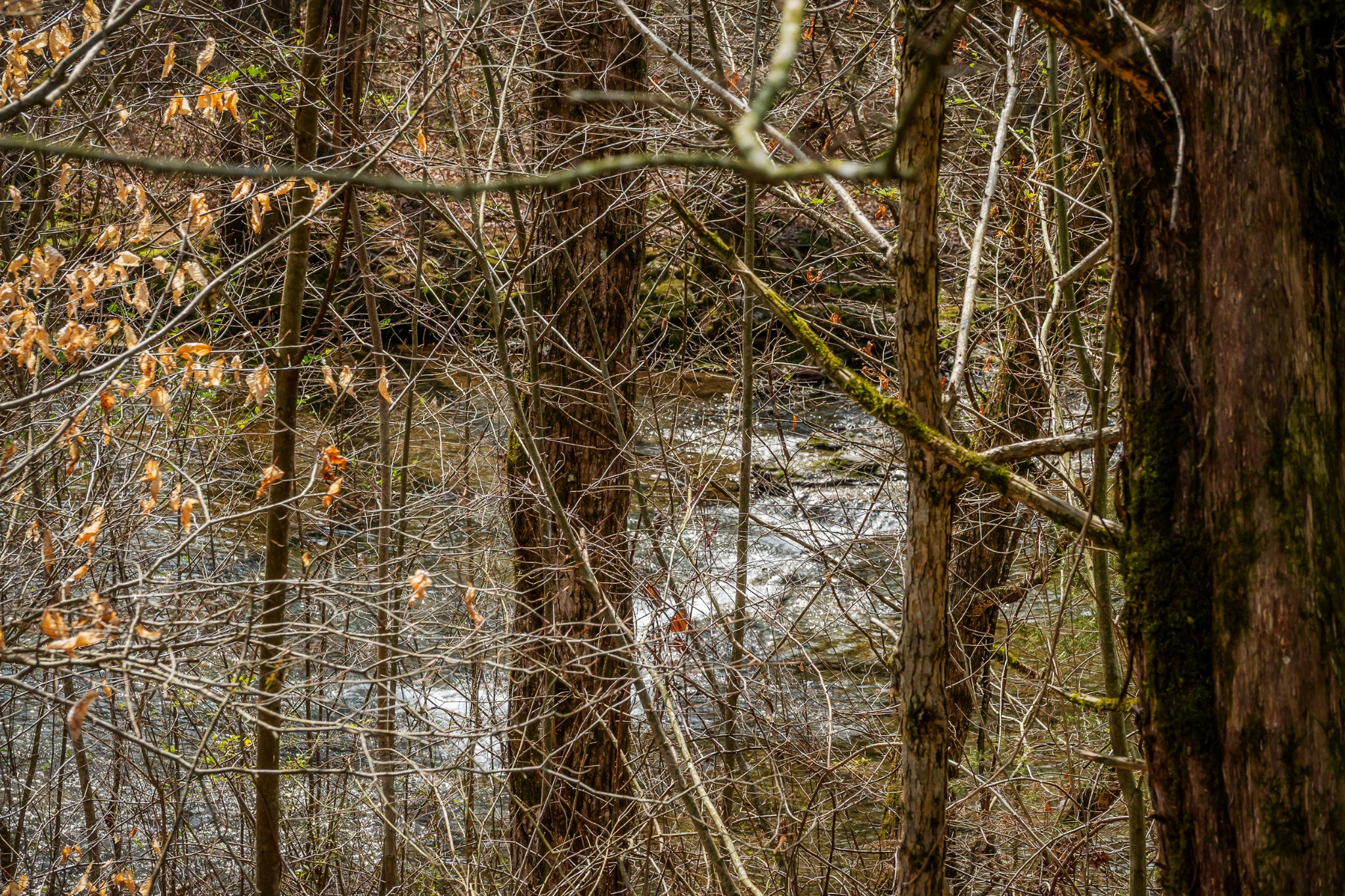 0 Creek Road Smithville, TN 37166 - Photo 31 of 46 Gallery Image 31