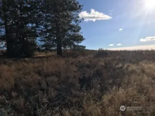 a view of a yard in a yard