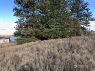 a view of a dry yard