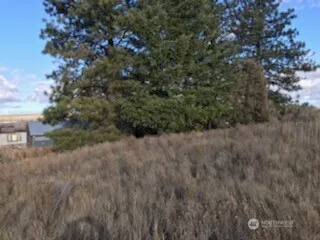 a view of a dry yard