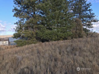 39680-5 Star Barn Road North Davenport, WA 99122 - Photo 5 of 7 a view of a dry yard