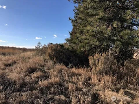 a view of a city with lush green forest