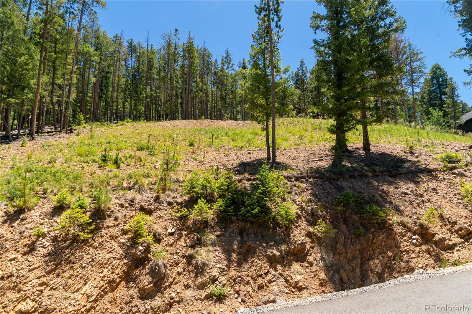 6814 Lynx Lair Road Evergreen, CO 80439 - Photo 9 of 19