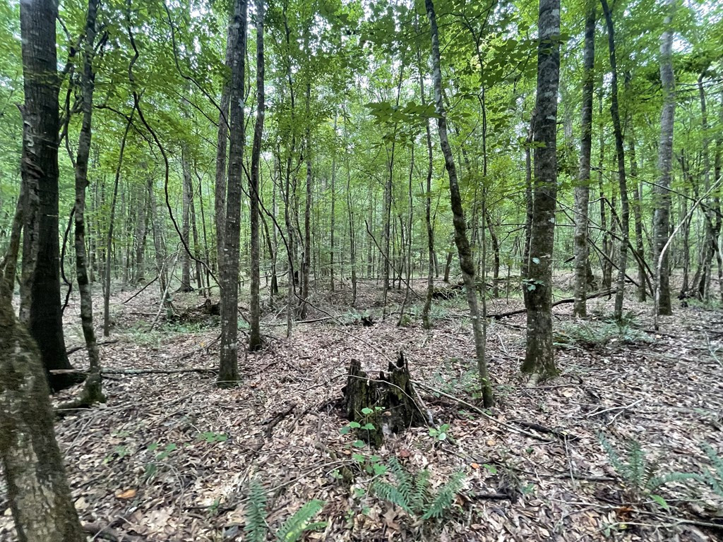 0 Antioch Road Hazlehurst, MS 39083 - Photo 11 of 20 Photo 11